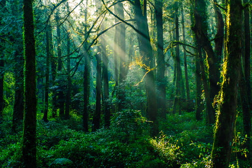 vecteezy_sun-beams-in-the-forest-in-ali-mountain-taiwan_2792667